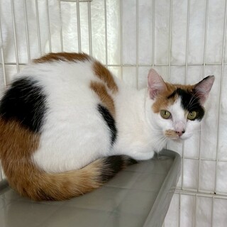 ネットちゃん♀@約6ヶ月未満