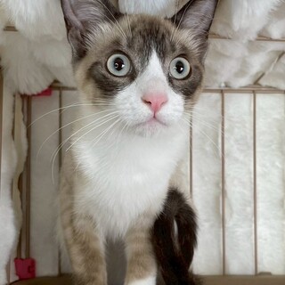 へいあんくん♂@約5ヶ月