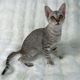 ビビちゃん♀@約4ヶ月