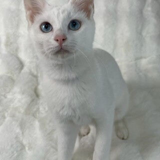 白雪ちゃん♀@約5ヶ月