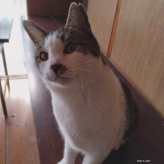 甘えん坊のグリグリ巻しっぽ♪