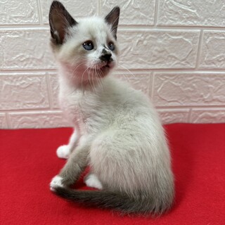 ラグドール風青い目の兄妹！甘え過ぎに注意❤ペコ