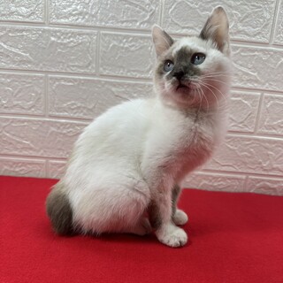 青い目のラグドール風三兄妹！人に寄り添う❤つくね