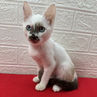 青い目のラグドール風三兄妹！初心者向き❤せせり