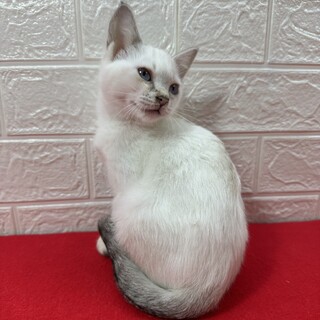 青い目のラグドール風三兄妹！沢山遊んで❤ささみ