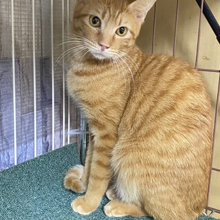 可愛い栗くんにずっとのおうちを！