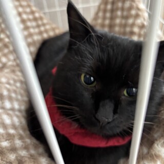 ハンデ　トラばさみで片指失う黒猫☆ルナちゃん