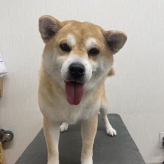 おっとりママ柴犬すみれさん