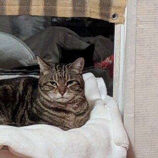 おとなしい男の子です。よろしくお願いします。