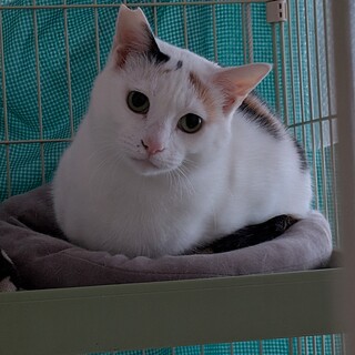 ビビリな女の子、白三毛ちゃんです。