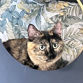 本当は甘えたい気持ちを持っている子