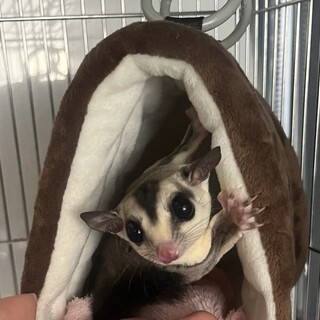 フクロモモンガオス　1歳