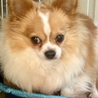 25-M83 おデブ君ダイエット頑張る！！