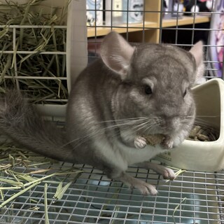 末長く可愛がってくださる方を募集しています。