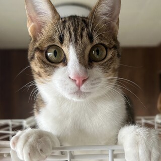 子猫たち参加予定♪譲渡会で会えます