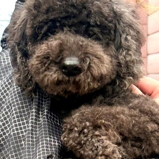 26-M23  真っ黒プードル♪
