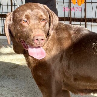 26-W70　チョコラブ・グレース姫