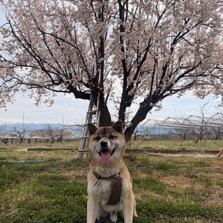 【甘えん坊で元気なちゃちゃ丸★】