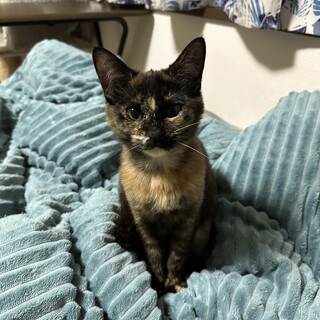 すりすり甘えんぼサビ界の美人さん♡プリモ