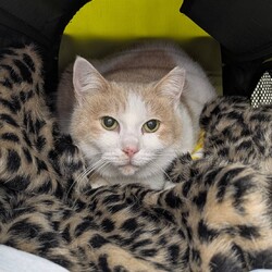 in春日井市☆サクラ祭り☆猫達を暖かいオウチに迎えよう2026年4月4日（土）ちーむにゃいんず