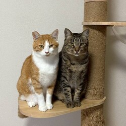 in岡崎市☆サクラ祭り☆猫達を暖かいオウチに迎えよう2026年4月4日（土）ちーむにゃいんず