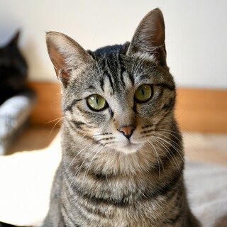 甘えん坊で人間大好きあやめちゃん