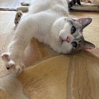 前足が不自由なむぎちゃん