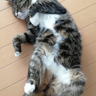 よく喋るつんでれです