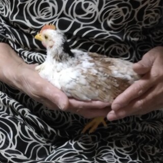 碁石チャボ　たぶんオス　中ひな③