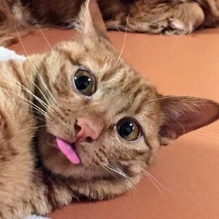 ひびりですが性格良し