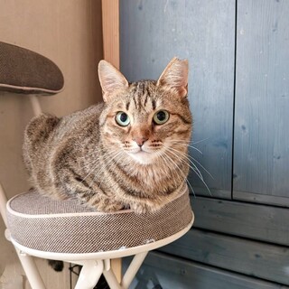 見つめられるとたまらない！キュートな女の子