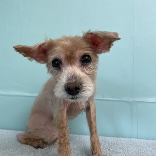 薄毛のメイちゃん♡