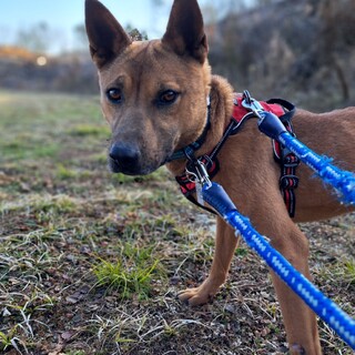 強面だけど甘えん坊の【ウッディー】くん