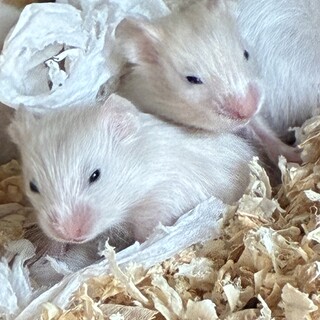 キンクマハムスター