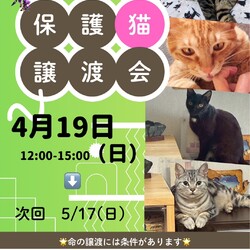 ねこのWa猫譲渡会
