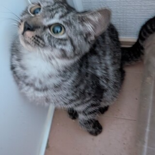 ［緊急募集］アメリカンショートヘアの女の子