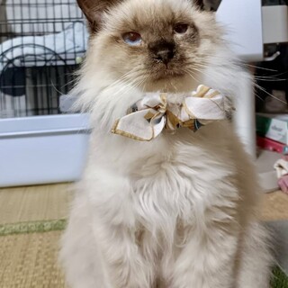 のんびり長毛シャムMIX☆パンくん