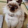 のんびり長毛シャムMIX☆パンくん