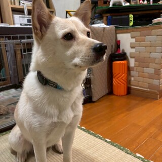 実は甘えん坊でマイペースな元野犬の女の子楓ちゃん