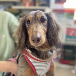 ミニチュアダックス ♀凪希（なぎ）☆推定８歳