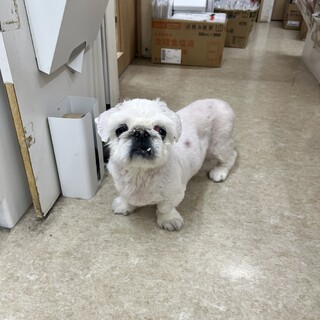 ペキニーズ13歳緊急保護しました