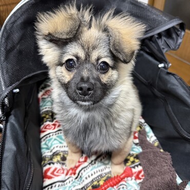 ついに両耳たれました