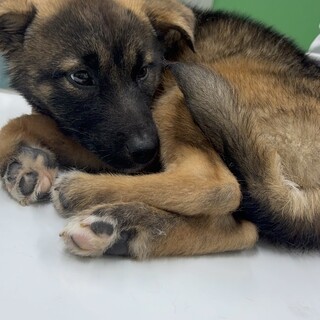 怖がりびびりな【はる】君