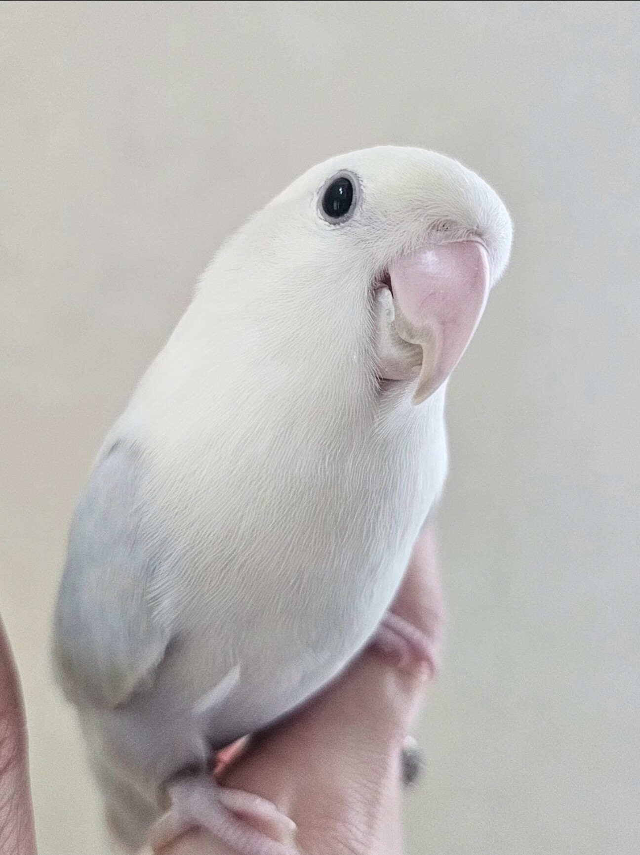 コザクラインコ女の子」神奈川県 - 鳥の里親募集(538350) :: ペットの