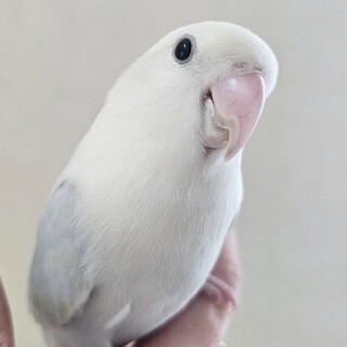 ​【家族募集】女の子♡優しい里親様を探しています