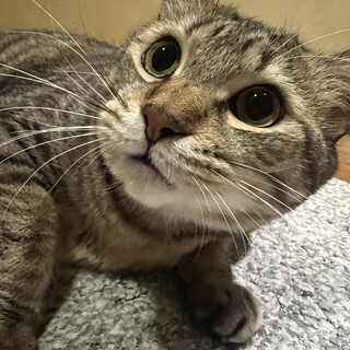 わがままボディの金太くん　　保護主　髙木