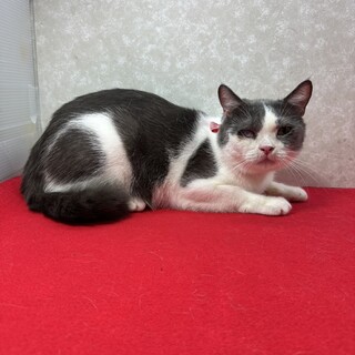 飼い主他界につき里親急募！ブリティッシュ3歳❤学