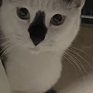 三兄妹の長男バジルくん　保護主　髙木