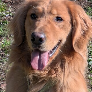 ヤロ（ゴールデンレトリバー）募集中