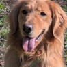 ヤロ（ゴールデンレトリバー）募集中